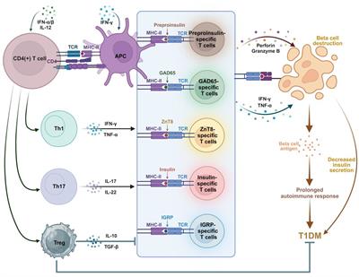 The role of islet autoantigen-specific T cells in the onset and treatment of type 1 diabetes mellitus